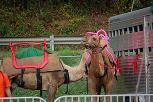 2008 Apple Festival